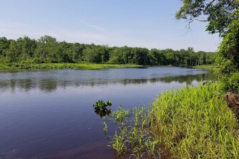 This New Jersey Boardwalk Takes Your Everyday Walk Into a Rare Wetland