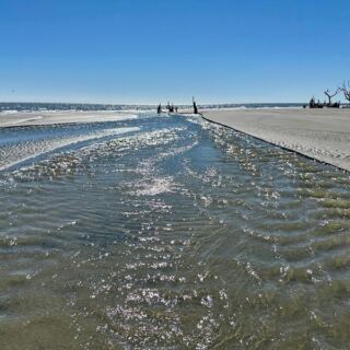 Hop the Ferry to This South Carolina Wildlife Refuge Island for Empty Beach and Sand Dollars