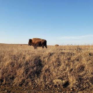 Wild Bison Roam Right Beside Your Car at the Tallgrass Prairie Preserve Near Pawhuska