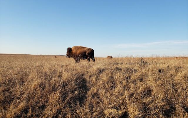 Wild Bison Roam Right Beside Your Car at the Tallgrass Prairie Preserve Near Pawhuska