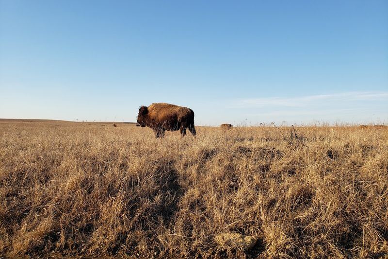 Wild Bison Roam Right Beside Your Car at the Tallgrass Prairie Preserve Near Pawhuska