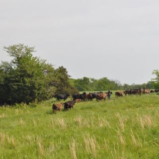This Grass-Fed Illinois Family Farm Is Where Families Fill Their Freezers With Half Sides Of Beef