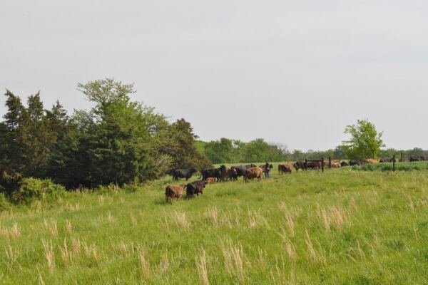 This Grass-Fed Illinois Family Farm Is Where Families Fill Their Freezers With Half Sides Of Beef