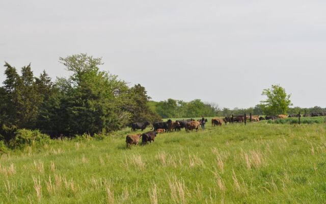 This Grass-Fed Illinois Family Farm Is Where Families Fill Their Freezers With Half Sides Of Beef
