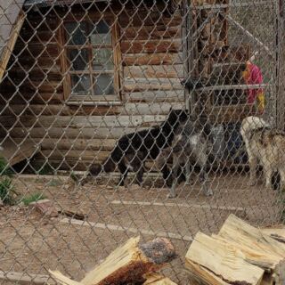 This Colorado Mountain Sanctuary Lets You See Rescued Wolves For Free