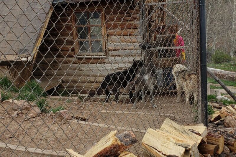 This Colorado Mountain Sanctuary Lets You See Rescued Wolves For Free