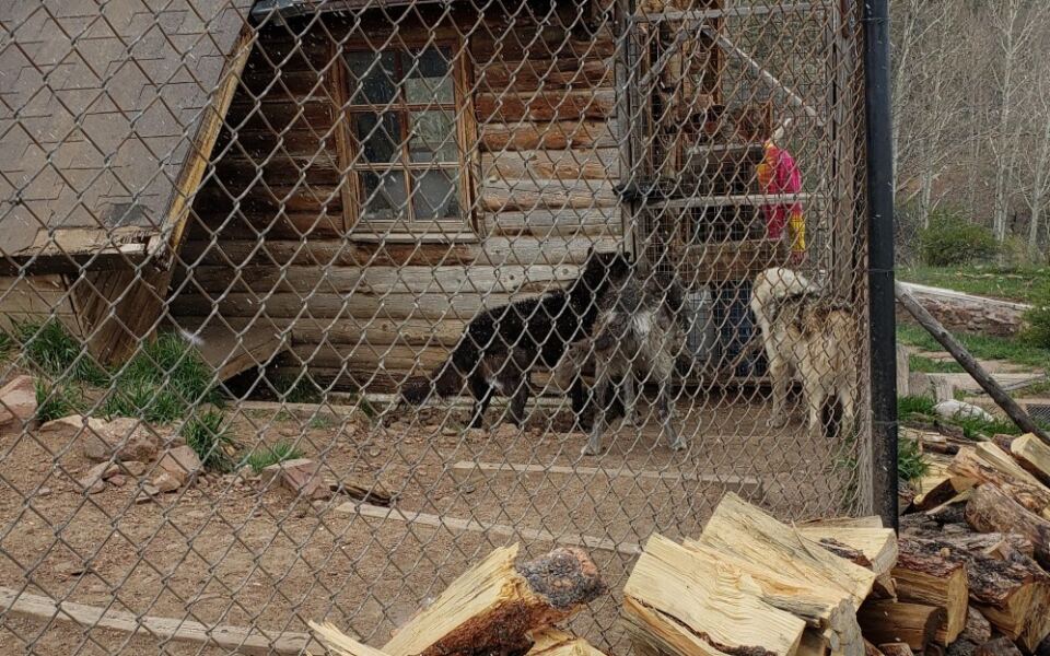 This Colorado Mountain Sanctuary Lets You See Rescued Wolves For Free