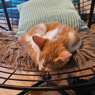 This North Carolina Rescue Cat Café Lets You Sip Coffee While Adoptable Cats Curl Up Beside You