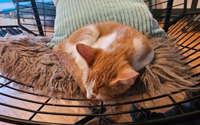 This North Carolina Rescue Cat Café Lets You Sip Coffee While Adoptable Cats Curl Up Beside You