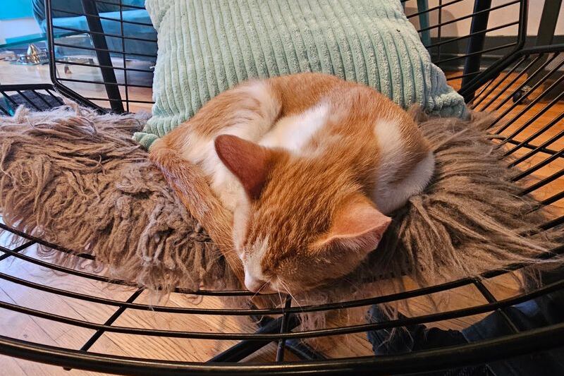 This North Carolina Rescue Cat Café Lets You Sip Coffee While Adoptable Cats Curl Up Beside You