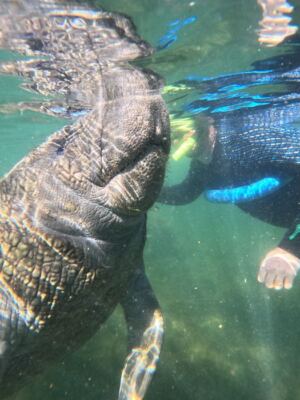 Swim With Manatees in Clear Spring Water on a Guided Tour Out of Crystal River, Florida