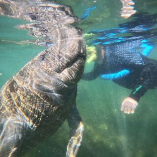 Swim With Manatees in Clear Spring Water on a Guided Tour Out of Crystal River, Florida