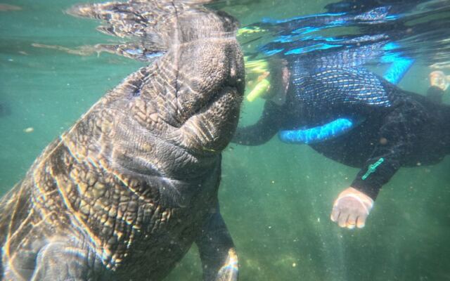Swim With Manatees in Clear Spring Water on a Guided Tour Out of Crystal River, Florida
