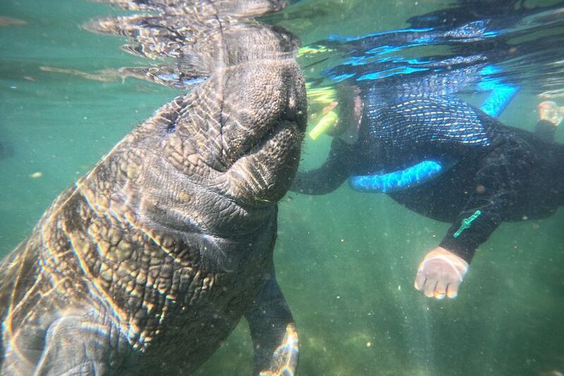 Swim With Manatees in Clear Spring Water on a Guided Tour Out of Crystal River, Florida