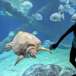 This Virginia Aquarium Lets You Peek Inside A Real Sea Turtle Rehabilitation Center