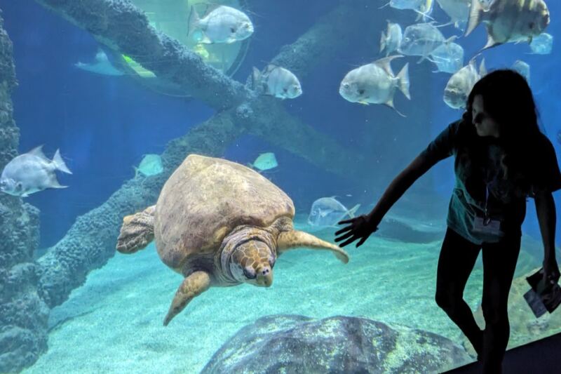 This Virginia Aquarium Lets You Peek Inside A Real Sea Turtle Rehabilitation Center