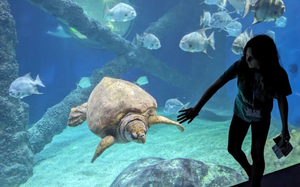 This Virginia Aquarium Lets You Peek Inside A Real Sea Turtle Rehabilitation Center