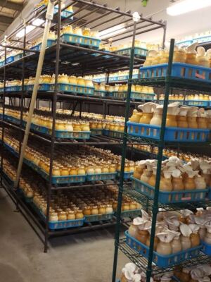 Gourmet Mushrooms Inc – Mycopia in Sebastopol, California Sells Farm-Fresh Gourmet Mushrooms You Cook Into Dinner That Same Night