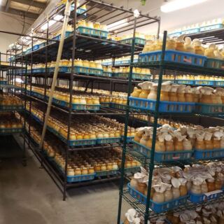 Gourmet Mushrooms Inc – Mycopia in Sebastopol, California Sells Farm-Fresh Gourmet Mushrooms You Cook Into Dinner That Same Night