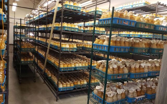 Gourmet Mushrooms Inc – Mycopia in Sebastopol, California Sells Farm-Fresh Gourmet Mushrooms You Cook Into Dinner That Same Night