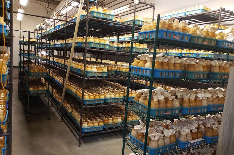 Gourmet Mushrooms Inc – Mycopia in Sebastopol, California Sells Farm-Fresh Gourmet Mushrooms You Cook Into Dinner That Same Night
