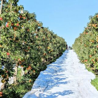 Families Spend Whole Mornings at This Washington Apple Farm for Incredible Pies and a Free Tire Play Area