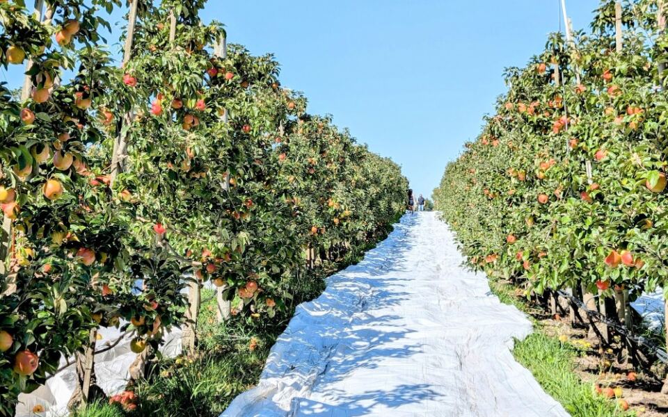 Families Spend Whole Mornings at This Washington Apple Farm for Incredible Pies and a Free Tire Play Area