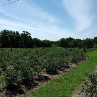 Pick Your Own Blueberries and Blackberries at This Owner-Run Farm Near Mounds, Oklahoma