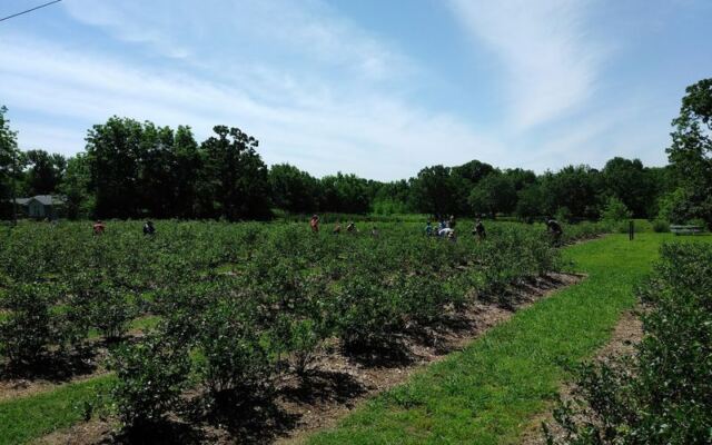 Pick Your Own Blueberries and Blackberries at This Owner-Run Farm Near Mounds, Oklahoma