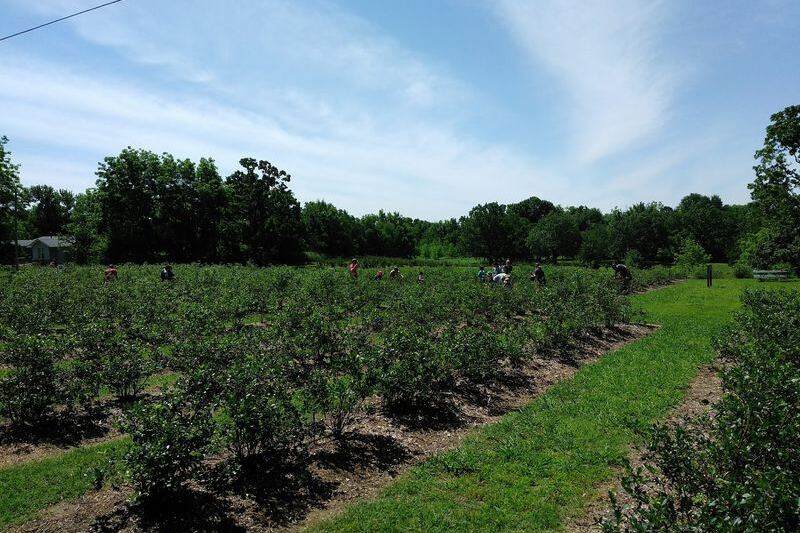Pick Your Own Blueberries and Blackberries at This Owner-Run Farm Near Mounds, Oklahoma