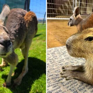 This Pennsylvania Animal Farm Lets You Meet Kangaroos and Capybaras