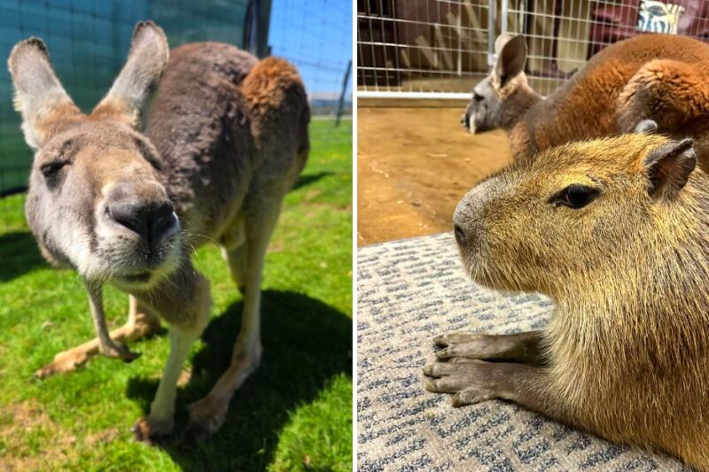 This Pennsylvania Animal Farm Lets You Meet Kangaroos and Capybaras