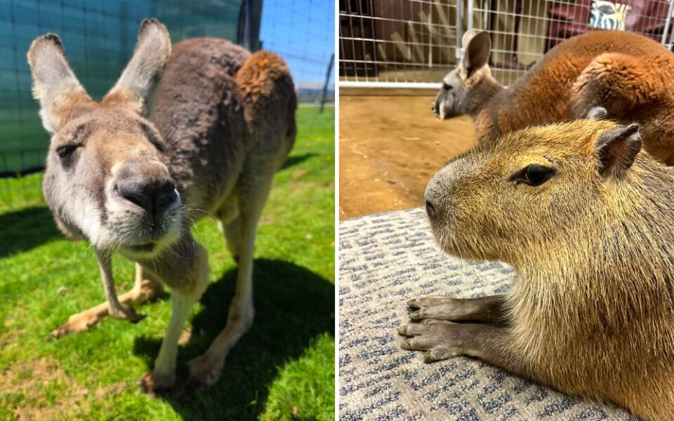 This Pennsylvania Animal Farm Lets You Meet Kangaroos and Capybaras