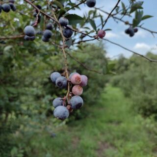 This Family Blueberry Farm Near Reidsville Has U-Pick Buckets, Homemade Jam, and One Very Big Turkey