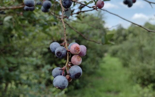This Family Blueberry Farm Near Reidsville Has U-Pick Buckets, Homemade Jam, and One Very Big Turkey