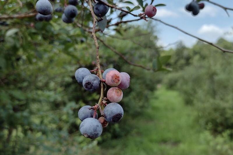 This Family Blueberry Farm Near Reidsville Has U-Pick Buckets, Homemade Jam, and One Very Big Turkey