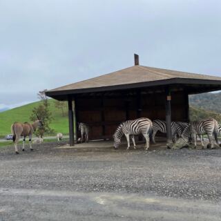 Feed Giraffes From Your Car and Bathe an Elephant at This 615-Acre Oregon Safari Park