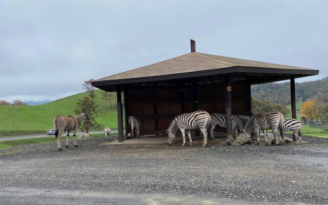 Feed Giraffes From Your Car and Bathe an Elephant at This 615-Acre Oregon Safari Park