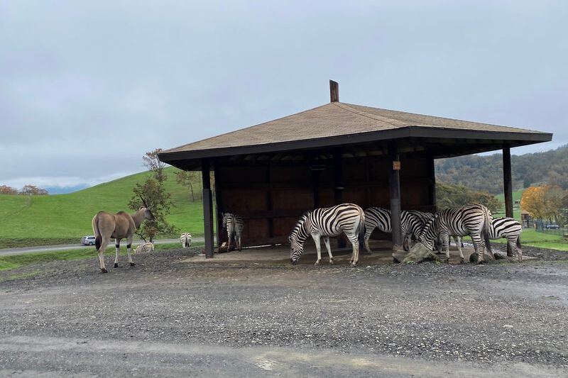 Feed Giraffes From Your Car and Bathe an Elephant at This 615-Acre Oregon Safari Park