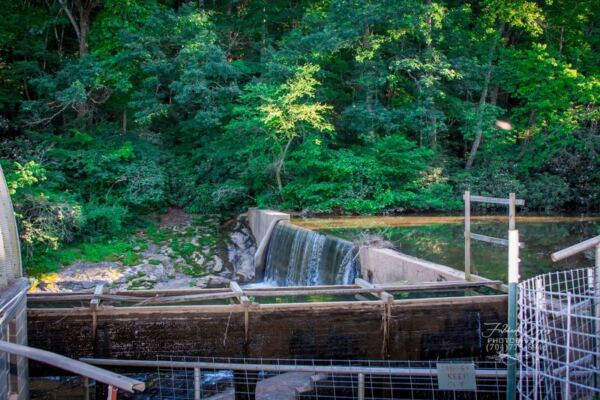 This Small North Carolina Farm Grinds Its Own Grits in a Working Water-Powered Mill