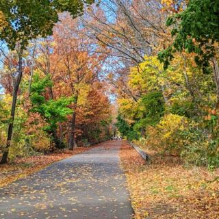 These 8 Flat Massachusetts Rail Trails Wind Through Fall Foliage Without a Single Hard Climb