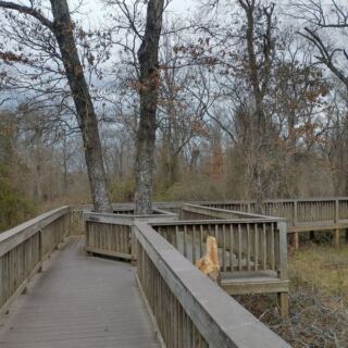 Most Drivers Speed Past the Turnoff to This Free Oklahoma Refuge With a Half-Mile Boardwalk Through Ancient Forest
