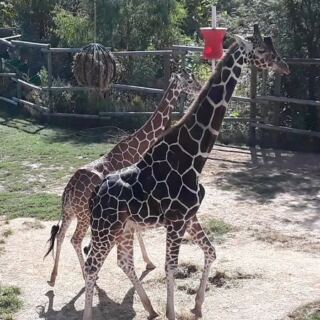 Kids Get Nose-To-Nose With Giraffes At This Free Zoo In Peoria, Illinois