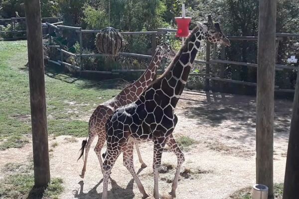 Kids Get Nose-To-Nose With Giraffes At This Free Zoo In Peoria, Illinois