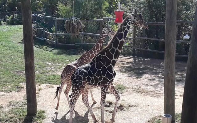Kids Get Nose-To-Nose With Giraffes At This Free Zoo In Peoria, Illinois