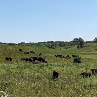 This Quiet Prairie In Illinois Farm Country Is Where Wild Bison Still Roam Free