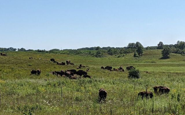 This Quiet Prairie In Illinois Farm Country Is Where Wild Bison Still Roam Free