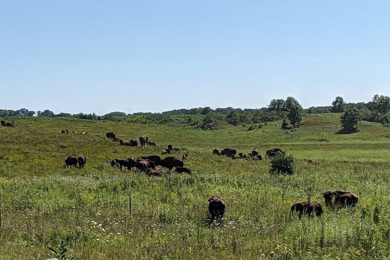 This Quiet Prairie In Illinois Farm Country Is Where Wild Bison Still Roam Free