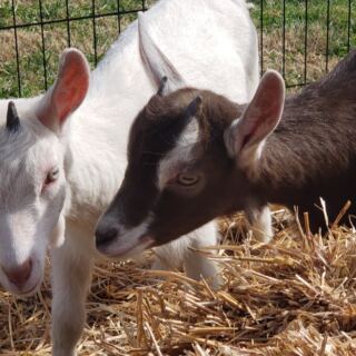 Why Do Families Keep Driving Back to This Tennessee Goat Farm Just to Bottle-Feed the Babies?