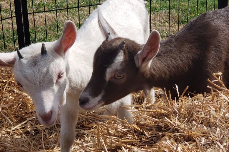 Why Do Families Keep Driving Back to This Tennessee Goat Farm Just to Bottle-Feed the Babies?